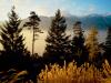 Twilight in the Woods, Valais, Switzerland